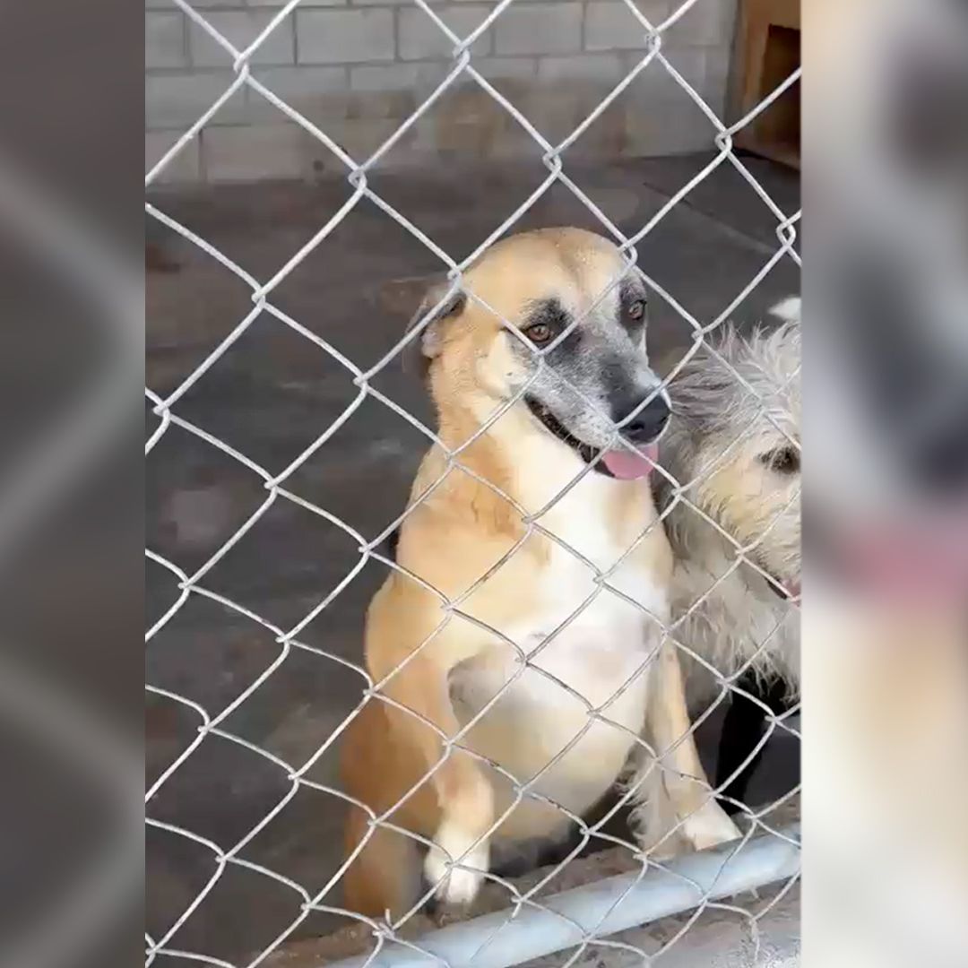 Envenenan a Cuatro Perros en Albergue de Matamoros, Coahuila